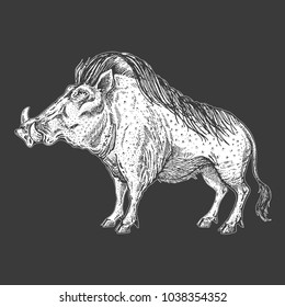 Zoo. African fauna. Warthog, boar, pig, hog. Hand drawn illustration for tattoo design, emblem, badge, t-shirt print. Engraving of wild animal. Classic vintage style image.