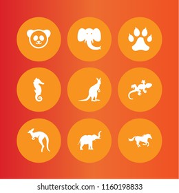 zoo icon. 9 zoo set with gecko, animal, kangaroo and seahorse vector icons for web and mobile app