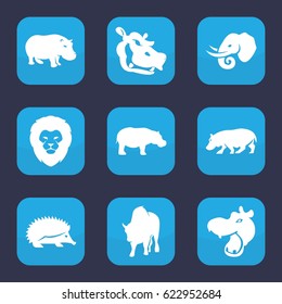 Zoo icon. set of 9 filled zoo icons such as hippopotamus, lion, hedgehog, buffalo