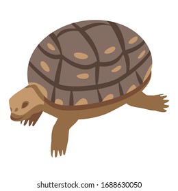 Zoo old turtle icon. Isometric of zoo old turtle vector icon for web design isolated on white background