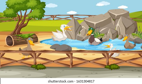 Zoo scene with many ducks in the pond illustration