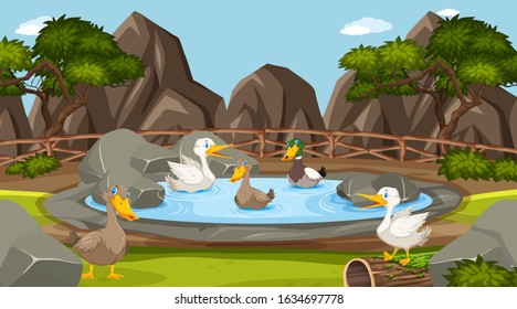 Zoo scene with many ducks in the pond illustration