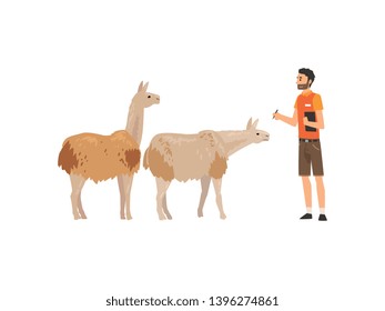 Zoo Worker or Veterinarian Examining Alpacas, Professional Zookeeper Character Caring of Animals Vector Illustration