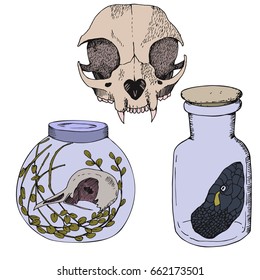 Zoological collection with cat's scull, pigeon skull with some plants in the can; snake head in the can with formalin.