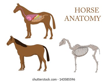 zoology, anatomy of horse, cross-section and skeleton
