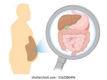 Zoom into internal organ about digestion of Fat man with Magnifying glass. Illustration about health care and medical.