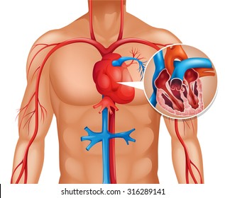 Zoom out of human heart illustration