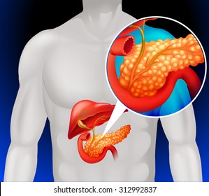 Zoom Out Human Pancreas Illustration