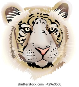 Zoom of tiger face