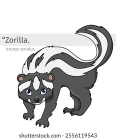 Zorilla Cartoon illustration. wildlife animal isolated. Animal cartoon collection. Cartoon character isolated