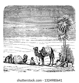 Zoroaster, three hundred thousand, the monstrosities de cham drew him a terrible camel, vintage engraved line art illustration. Infernal Dictionary 1863.