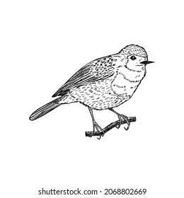 Zoryanka bird vector illustration isolated on white background. The Erithacus rubecula is drawn by hand. Natural ink element. Vintage bird sketch. Design for postcard, book, print, logo, poster.