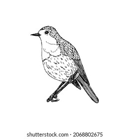 Zoryanka bird vector illustration isolated on white background. The Erithacus rubecula is drawn by hand. Natural ink element. Vintage bird sketch. Design for postcard, book, print, logo, poster.