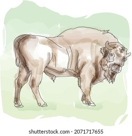 zubr (aurochs, bison) in Bialowieza National Park. Poland. Watercolor sketch, vector illustration