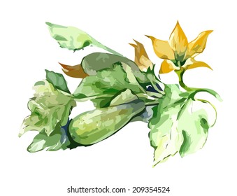Zucchini