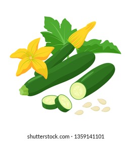 Zucchini with beautiful Squash blossoms and seeds isolated on white background. Vector botanical illustration of dark green courgette with awesome yellow flowers.