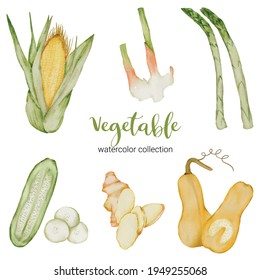 zucchini, Corn, galangal, turmeric, asparagus, gourds,  culinary herbs in watercolor collection design,  Dawning set doodle flat vector illustration