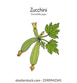 Zucchini, or courgette, or baby marrow  (Cucurbita pepo), edible plant. Hand drawn botanical vector illustration