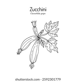 Zucchini, or courgette, or baby marrow (Cucurbita pepo), edible plant. Hand drawn botanical vector illustration