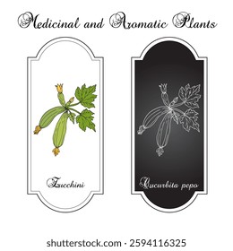 Zucchini, or courgette, or baby marrow (Cucurbita pepo), edible plant. Hand drawn botanical vector illustration