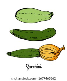 Zucchini, courgette vegetable vector color sketch, hand drawn illustration isolated on white background
