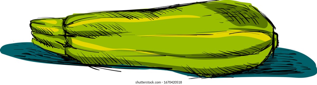 Dibujo zucchini, ilustración, vector sobre fondo blanco.