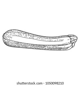 zucchini drawn vector illustration. zucchini isolated vector illustration