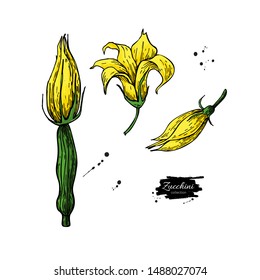 Zucchini flower hand drawn vector illustration set. Isolated Vegetable style object. Detailed vegetarian food drawing.Blooming plant. Farm market product.