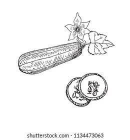 Zucchini with flower and leaf, cut slice, hand drawn doodle, drawing, sketch, black and white vector outline illustration