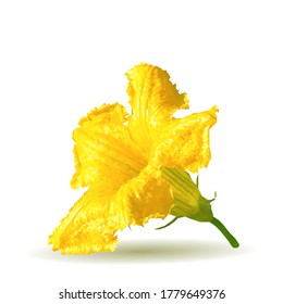 A zucchini flower low poly. Fresh, nutritious, tasty zucchini flower. Elements for label design. Vector illustration. Flower in triangulation technique. 