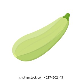 Zucchini. Fresh vegetable marrow. Green squash. Vector Illustration.