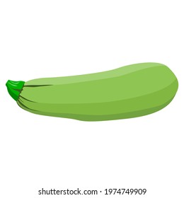 zucchini green illustration vector isolated on white background
