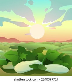 Zucchini grows ripe. Summer rural landscape. Garden with vegetables. Rural meadows and hills. Thickets of herbs. Cartoon fun style. Flat design. Vector