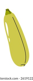 Zucchini hand drawn agricultural vegetable