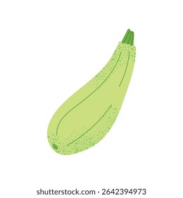 Calabacín. Vegetal de estilo plano dibujado a mano. Alimentos orgánicos frescos. Ilustración vectorial aislada sobre fondo blanco.