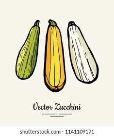 Zucchini – hand drawn illustration. Hipster illustration of striped squash. Isolated green zucchini for vegetarian poster, cooking school, restaurant menu, logo, icon, food shop, harvest 
festival.