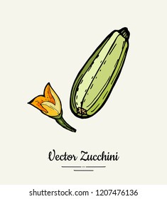 Zucchini – hand drawn illustration. Hipster illustration of squash. Isolated green zucchini for vegetarian poster, cooking school, restaurant menu, banner, logo, icon, food shop, harvest 
festival.