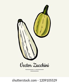 Zucchini – hand drawn illustration. Hipster illustration of squash. Isolated green zucchini for vegetarian poster, cooking school, restaurant menu, banner, logo, icon, food shop, harvest 
festival.