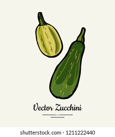 Zucchini – hand drawn illustration. Hipster illustration of squash. Isolated green zucchini for vegetarian poster, cooking school, restaurant menu, banner, logo, icon, food shop, harvest 
festival.