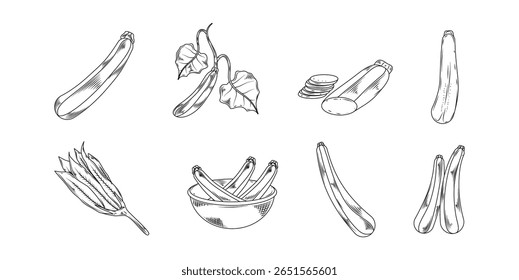 Zucchini Hand Drawn Ink Sketch Engraving Style Collection Vector Set Illustration