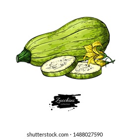Zucchini hand drawn vector illustration. Isolated Vegetable object with sliced pieces and flower. Detailed vegetarian food drawing. Farm market product. Great for menu, label, icon