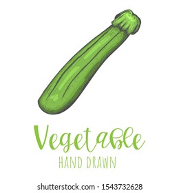 Zucchini hand drawn vector illustration, isolated sketched design element.