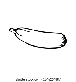 Zucchini. Hand drawn vector illustration in sketch style. Black and white image of vegetables.
