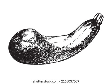 Zucchini hand drawn vector illustration. Isolated Vegetable object.