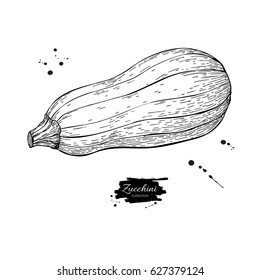 Zucchini hand drawn vector illustration. Isolated Vegetable engraved style object. Detailed vegetarian food drawing. Farm market product. Great for menu, label, icon
