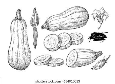 Zucchini hand drawn vector illustration set. Isolated Vegetable engraved style object with sliced pieces and flower. Detailed vegetarian food drawing. Farm market product. Great for menu, label, icon