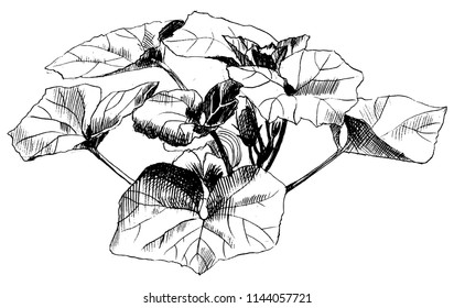 Zucchini hand drawn vector sketch