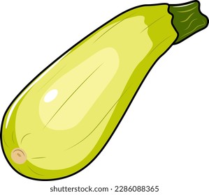 zucchini illustration isolated on white background