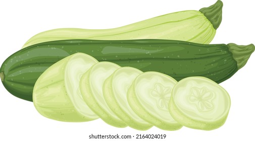 Zucchini. Image of sliced zucchini. Vegetarian vegetable from the garden. Farm vegetables. Vector illustration isolated on a white background
