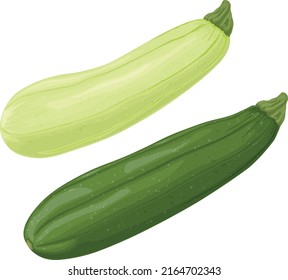 Zucchini. Image of sliced zucchini. Vegetarian vegetable from the garden. Farm vegetables. Vector illustration isolated on a white background
